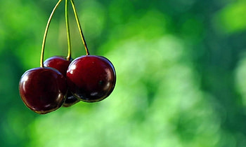 cherries, farm, cherris, three, tree HD wallpaper