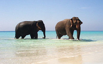 Animals, Sea, Elephants, Couple, Pair, Stroll HD wallpaper