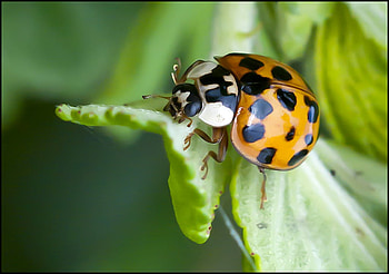 Lady Bug, cool, beautiful HD wallpaper