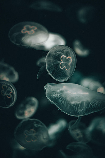 Jellyfish, Transparent, Dark, Underwater World, Under The Water World HD phone wallpaper