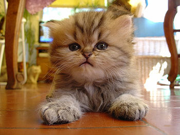 Animals, Cats HD wallpaper