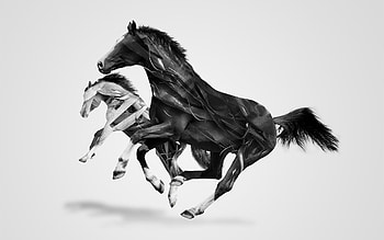 horses, abstract, art, black and white HD wallpaper