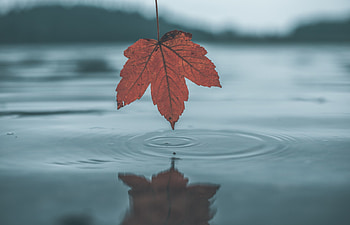 Nature, Water, Autumn, Reflection, Circles, Sheet, Leaf HD wallpaper