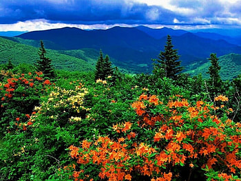 Wild Azaleas, wildflowers, colorful, hills, fall, colors, spring HD wallpaper