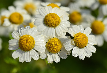 White flowers, floral, daisy, drops, close up HD wallpaper