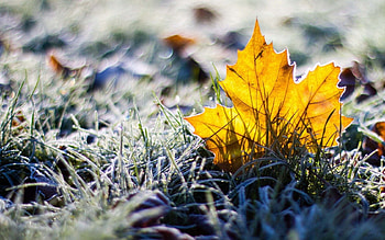 Grass, Macro, Sheet, Leaf HD wallpaper