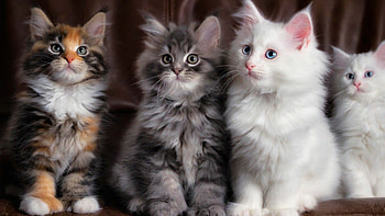 kitten , Fluffy Maine Coon, Cute and lovable, Perfect for backgrounds HD wallpaper