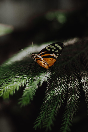 Animals, Needle, Branch, Butterfly, Wings HD phone wallpaper
