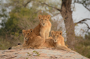 Animals, Predator, Big Cat, Lioness, Lionesses HD wallpaper