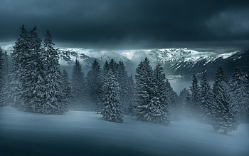 Winter night, forest, trees, mountains, snow HD wallpaper