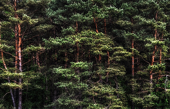 Cedar Tree, Plants trees, Outdoors R, Nature's wonders HD wallpaper