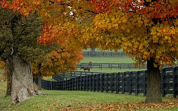 Autumn, Field, Fencing, Trees HD wallpaper