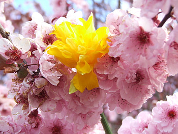 the_odd_one_out, pink, nature, flowers, yellow HD wallpaper