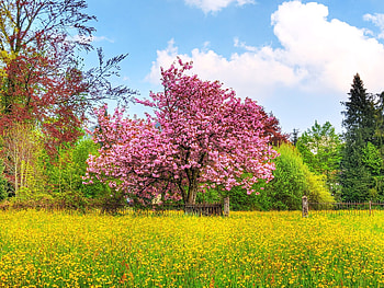 Landscape, Trees HD wallpaper