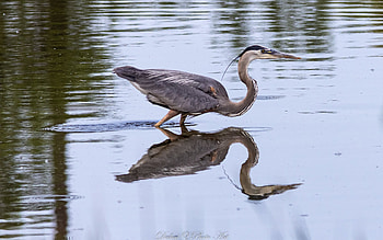 Heron, bird, reflection, water HD wallpaper