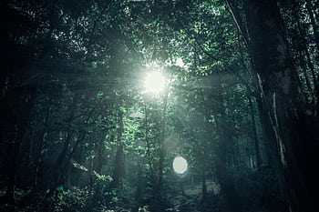 Sunlight beams through the lush green canopy of a dense forest, creating a serene atmosphere. HD wallpaper