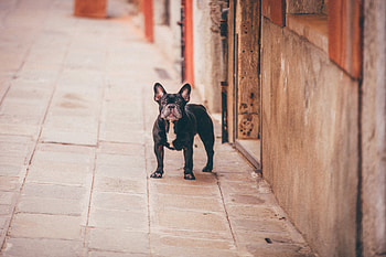 Animals, Dog, Street, French Bulldog HD wallpaper