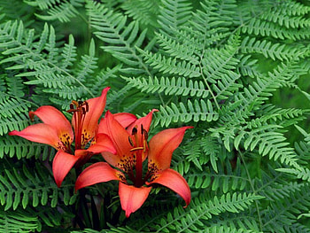 Flowers, nature HD wallpaper