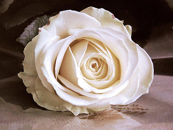 Rose_white, rose, white, 3d, flower HD wallpaper