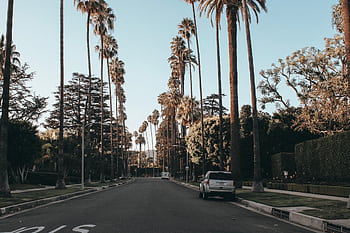 Scenic view of a palm-lined street in Beverly Hills during dusk, showcasing urban elegance. HD wallpaper