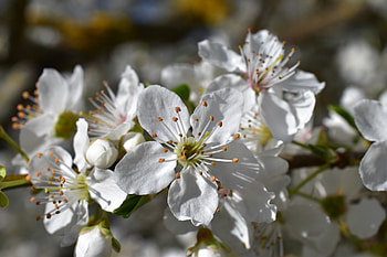 White flowers, cherry blossom, close up, pollen, spring HD wallpaper