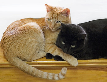 2 cats, animal, kitten, couple, cat, feline HD wallpaper