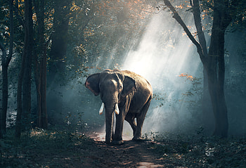 Elephant, elephant, animals, forest HD wallpaper
