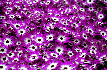 Flowers, Bright, Bicolor, Cineraria, Two-Color HD wallpaper