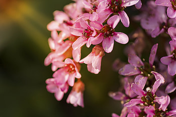 Flowers, Pink, Petals HD wallpaper
