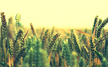 Grass, Sky, Macro, Shine, Light, Ears, Spikes HD wallpaper