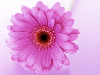 Plants, Flowers, Violet HD wallpaper