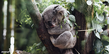 Koala fluffy, , Eyecandy, Xfce HD wallpaper