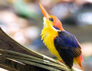 Colorful Bird, colorful, cure, bird HD wallpaper
