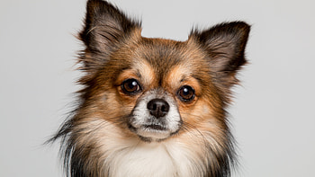 Chihuahua with a cute muzzle in , Stunning , High-definition , Adorable pet HD wallpaper
