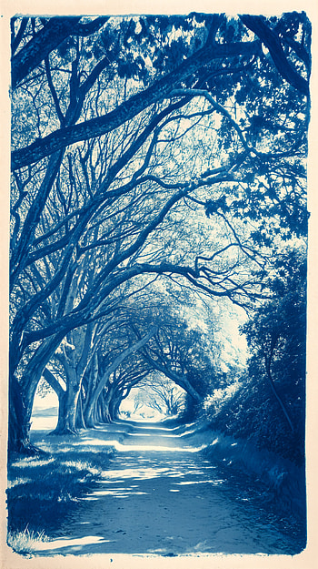 Serene Canopy Path - Perfect HD phone wallpaper