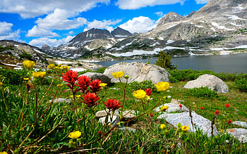 Mountain wildflowers, lake, mountain, wildflowers, beautiful, grass, spring, rocks HD wallpaper