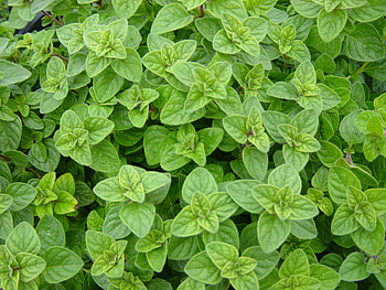 Spices webb james, Archivi spices, Marjoram HD wallpaper