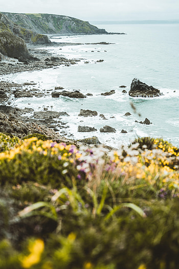 Nature, Flowers, Sea, Rocks, Coast, Cliff HD phone wallpaper