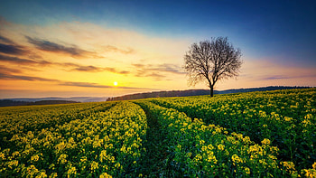 Sunrise at a Rape field in Germany, tree, blossoms, rows, colors, clouds, sky, spring HD wallpaper