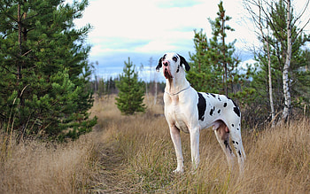Great Dane, Harlequin coat, Grass surroundings, Majestic animals HD wallpaper