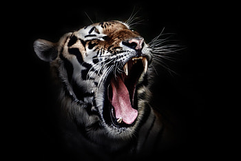 Tiger Open Mouth, tiger, animals HD wallpaper