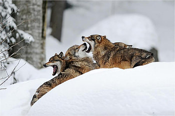wolves, winter, wild, wolf, snow HD wallpaper