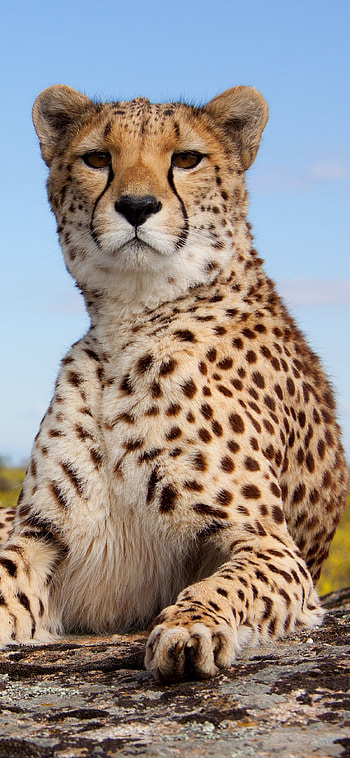 Animal cheetah, Striking visuals, Powerful creature, Wild nature HD phone wallpaper