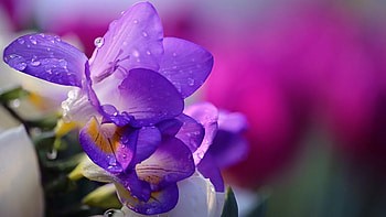 sias, purple, pink, sia, flower, spring HD wallpaper