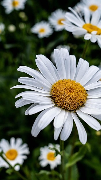 Bloom white daisy, , High-definition , Petals in focus HD phone wallpaper