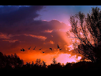 Last flight, birds in flight, coral sky, trees, dark clouds, sunset, evening HD wallpaper