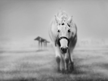 Animals, Grass, Horses, Muzzle, Bw, Chb HD wallpaper