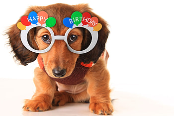 Happy Birtay!, dog, animal, white, cute, puppy, birtay, glasses, funny, card, caine HD wallpaper