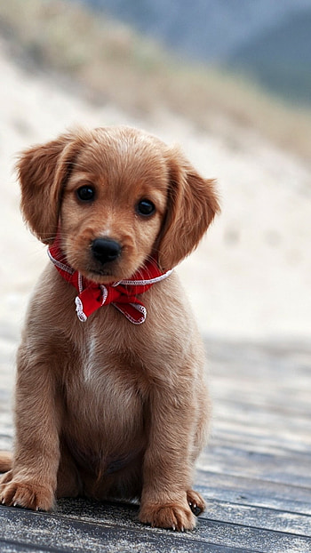 Pics of puppies, Android bliss, Puppy love, -perfect snapshots HD phone wallpaper