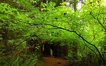 Glimps into a forest, plants, leaves, pretty, green, branches, trees, nature, foliage, twigs HD wallpaper